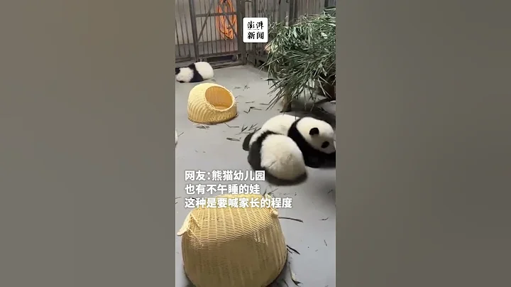 熊猫宝宝不午睡到处淘气，网友：这种是要喊家长的程度 - 天天要闻