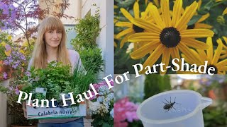 Plant Haul For Part-Shade Balcony : Herbs + Perennials, Unexpected Pests