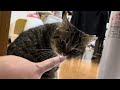 扇風機の下に陣取るKOO【くーたの部屋】stanza del gatto