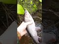 ловим хариуса руками #fishing