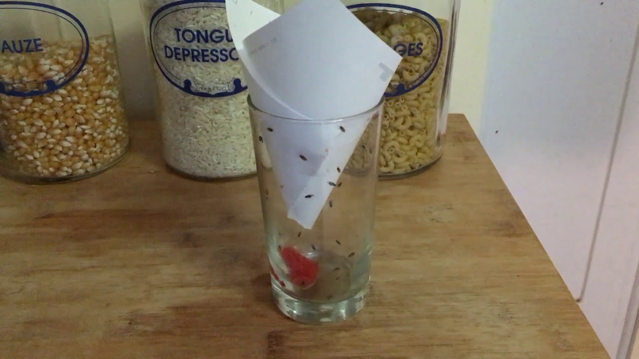 Fruit Fly Trap YouTube