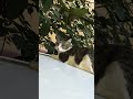 Кошка почувствовала опасность на карасу 1 #qorasu #mushuk #toshkent #video #ташкент