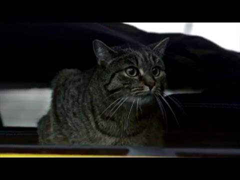 Videó: Hogyan Válasszunk Jó Macskajátékokat