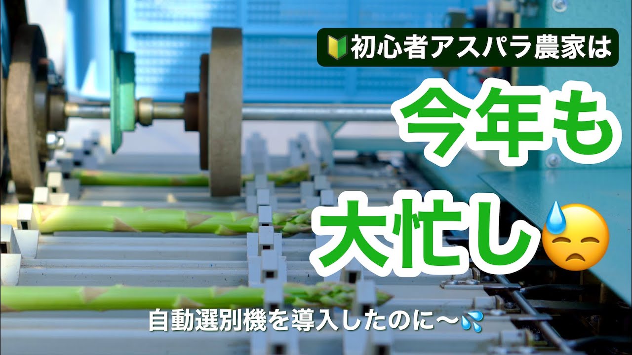 アスパラガス農家は忙しい!?】自動選別機を導入したのになぜ？？ - YouTube
