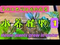 什么花草 不用土 泡水就可以养  - 数数我的水养植物（第一部分）  4K     - 187