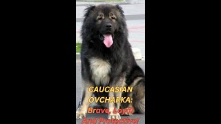 CAUCASIAN OVCHARKA! Brave, Loyal, and Protective! #caucasianshepherd #dog #guardians #lgd by AdventurousNomad 5,118 views 7 months ago 2 minutes, 38 seconds