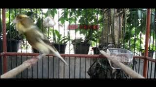 BURUNG KENARI ISIAN TING TING MANTUL || GACOR UNTUK PANCINGAN BUNYI