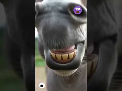 الأذنان مقابل الصوت كيف يتحدثان بشكل مختلف