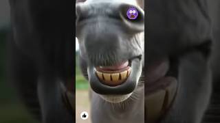 Download Lagu Oren versus stem: hoe ze anders praten MP3