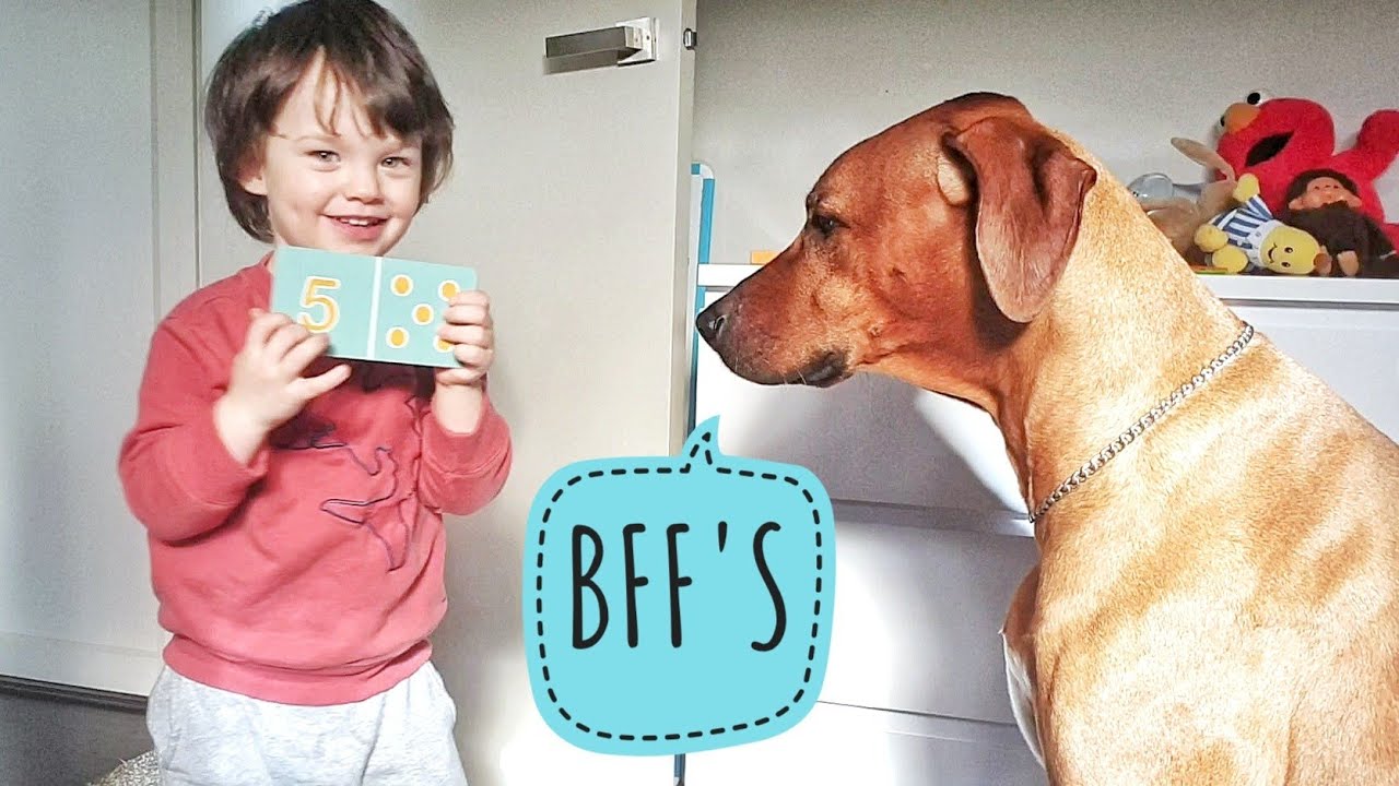 Toddler teaches old dog new tricks. It's a numbers game!