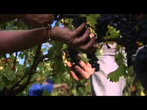 Landes : vendanges traditionnelles dans le Tursan