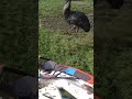 Dirtbiker Gets Harassed By Emu 😂