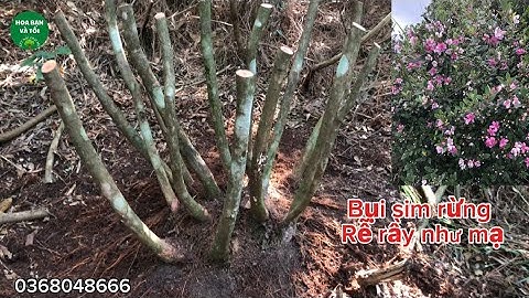 Hoa sim tím bụi to tán tròn rễ nhiều