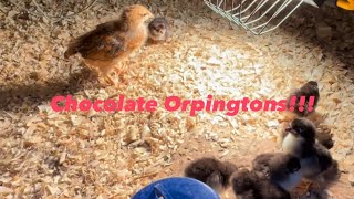 Chocolate Orpington Chicks Are Here!!!