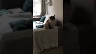 Ragdoll kitten Ace panting after playing with a cat toy