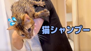 水が得意な猫さんでもシャンプーでは大暴れします