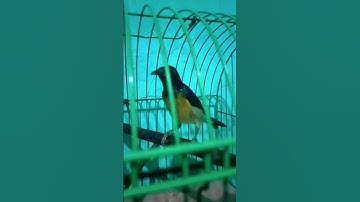 absen pecinta kolibri kelapa / korlap/manggar/wiceh #shorts #kolibrikelapa #hummingbird #korlapgacor