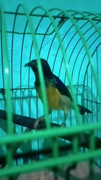 absen pecinta kolibri kelapa / korlap/manggar/wiceh #shorts #kolibrikelapa #hummingbird #korlapgacor
