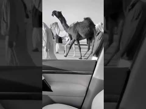 نجم سهيل لبن العوف العامري