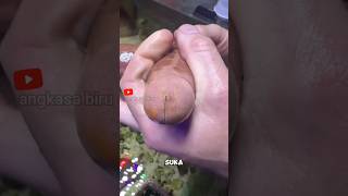 Suka Menghisap Hewan Laut Ini Makan Pakai Perut Dari Luar Tubuhfaktaunik starfish  shortsviral