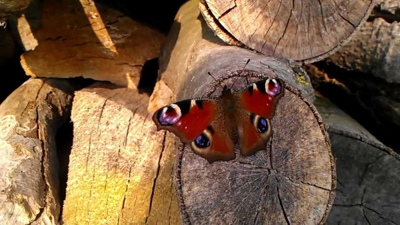Papillon Vanessa Io ou Paon du jour