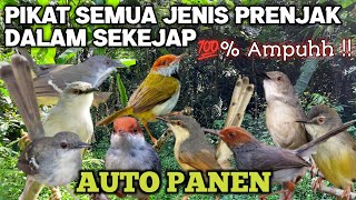 SUARA PIKAT PRENJAK LENGKAP! PRENJAK KEPALA MERAH, LUMUT, CIBLEK, CIGUN, 