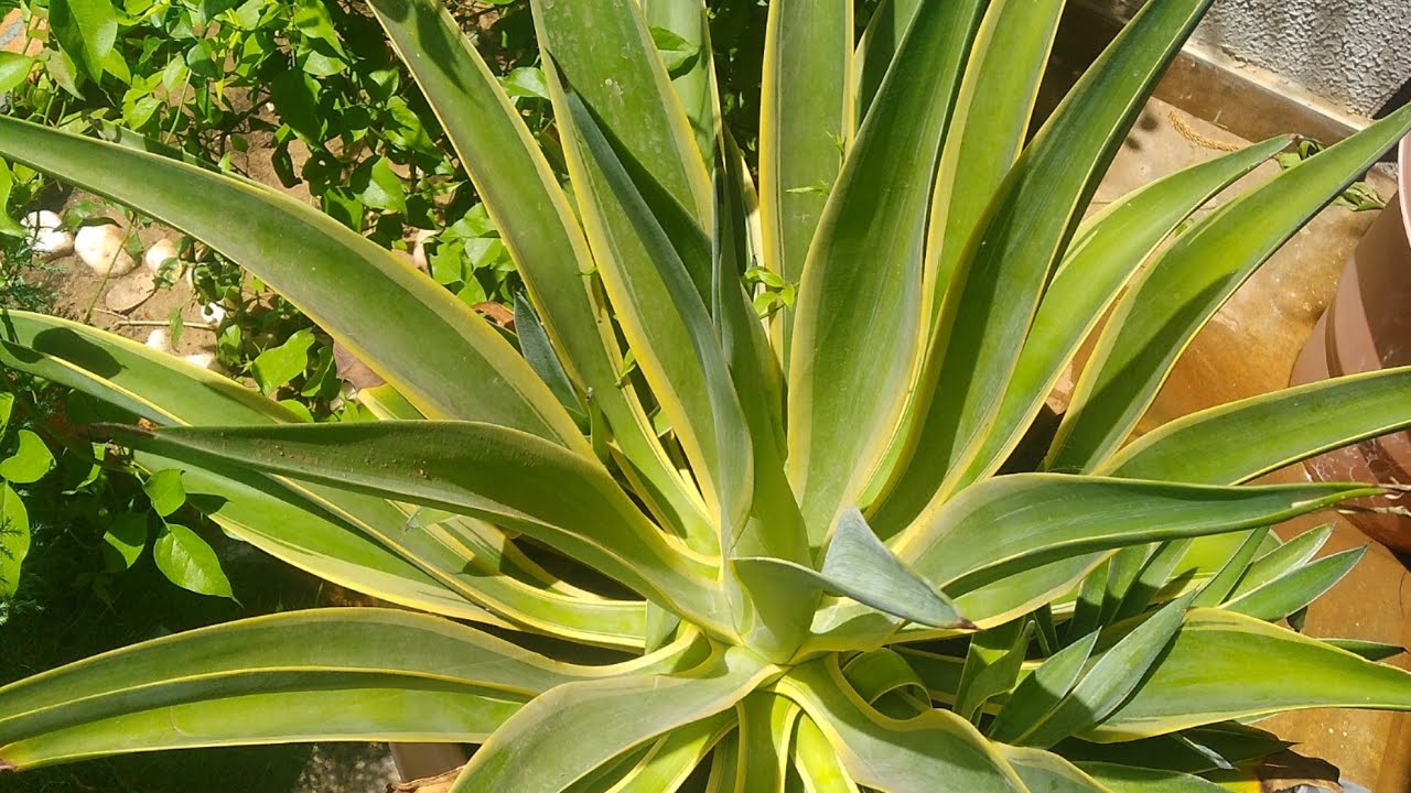 How to care and propagate Agave plant / multiplying agave / easy