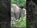 Injured elephant rescue time | Amazing elephant rescue video | 負傷したゾウの救助時間 #shorts