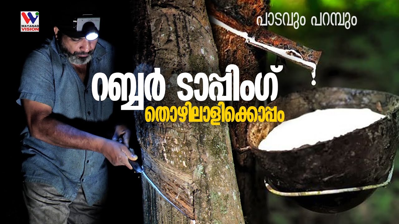 റബ്ബര്‍ ടാപ്പിംഗ് ഒരു ചെറിയ ജോലിയല്ല | A DAY IN LIFE OF A RUBBER TAPPER |