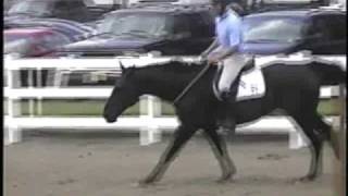 Liberty Bridleless Jumping 3'3 /3'6   horse jumping bridleless riding