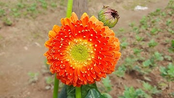 hoa đồng tiền lai mua tại cửa hàng về trồng hay bị chết?