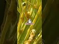 Pupuk Khusus Pohon Kurma Agar Berbuah Lebat #pupuktopfarm #topfarm #shortvideo #pupukcair #kurma