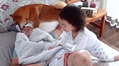 犬癒し動画 シーズーがドラム演奏を披露 Tiktok動画を撮影してみた 284日目 Youtube 犬癒し動画 シーズーがドラム演奏を披露 Tiktok動画を撮影してみた 284日目 Youtube