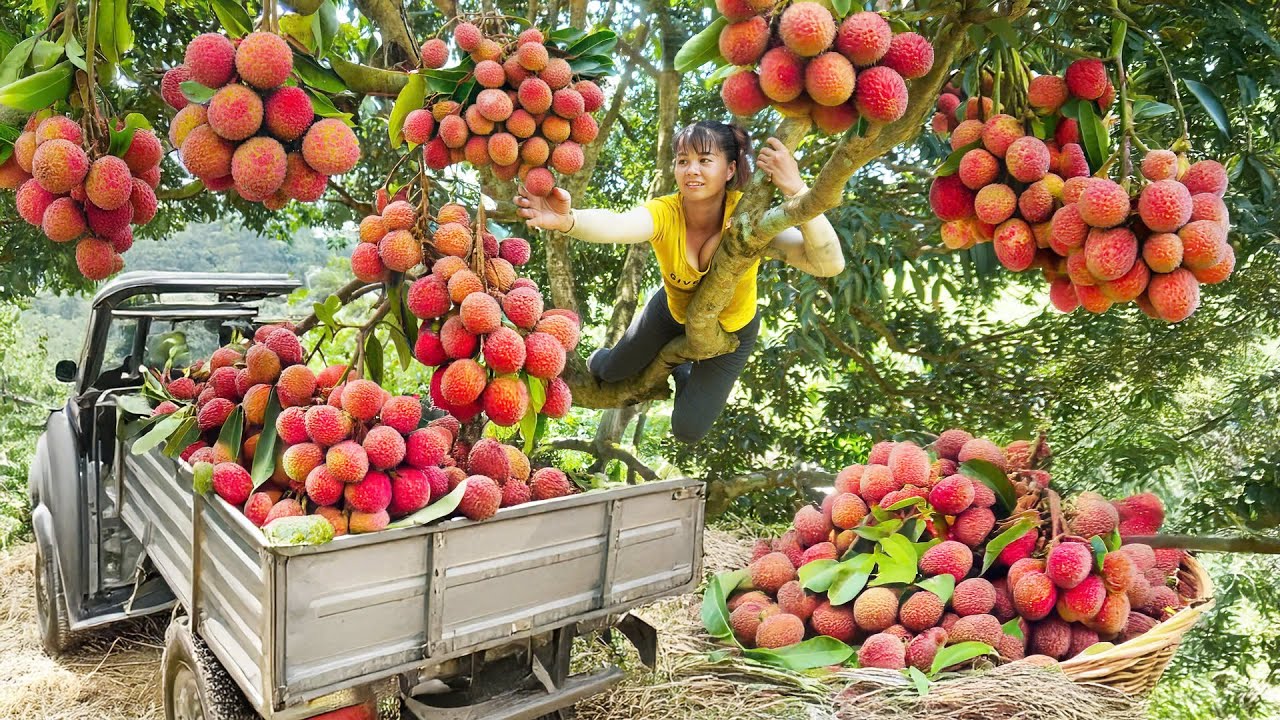 Climb High To Harvest Lots Of Lychees - Use 3 Wheeled Truck Transport Many Lychees Go To Market