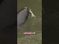 The fight over seals and salmon