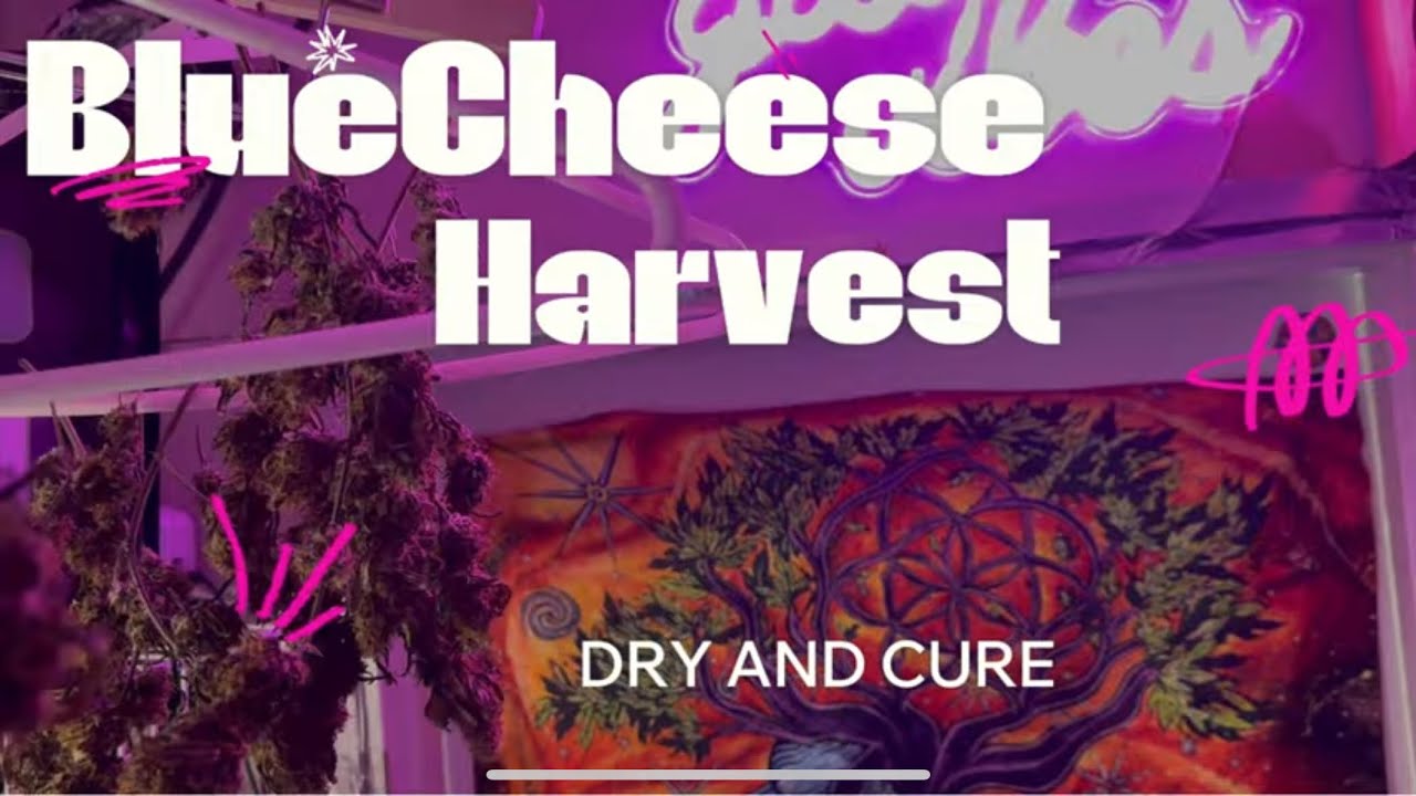 Seed to Harvest Ep.4  Bluecheese Dry and Cure Process