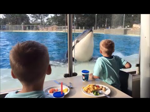 Dine With Shamu--Coolest Dinner Ever at Sea World