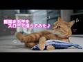 愛猫をスローで撮ってみた♪