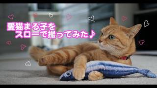 愛猫をスローで撮ってみた♪