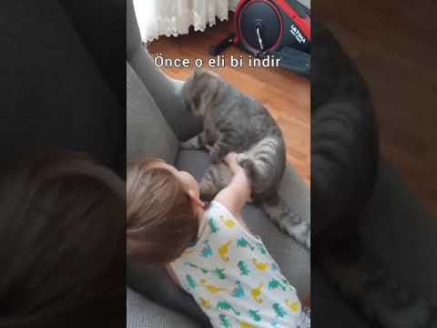 Sinirli Kedi ve