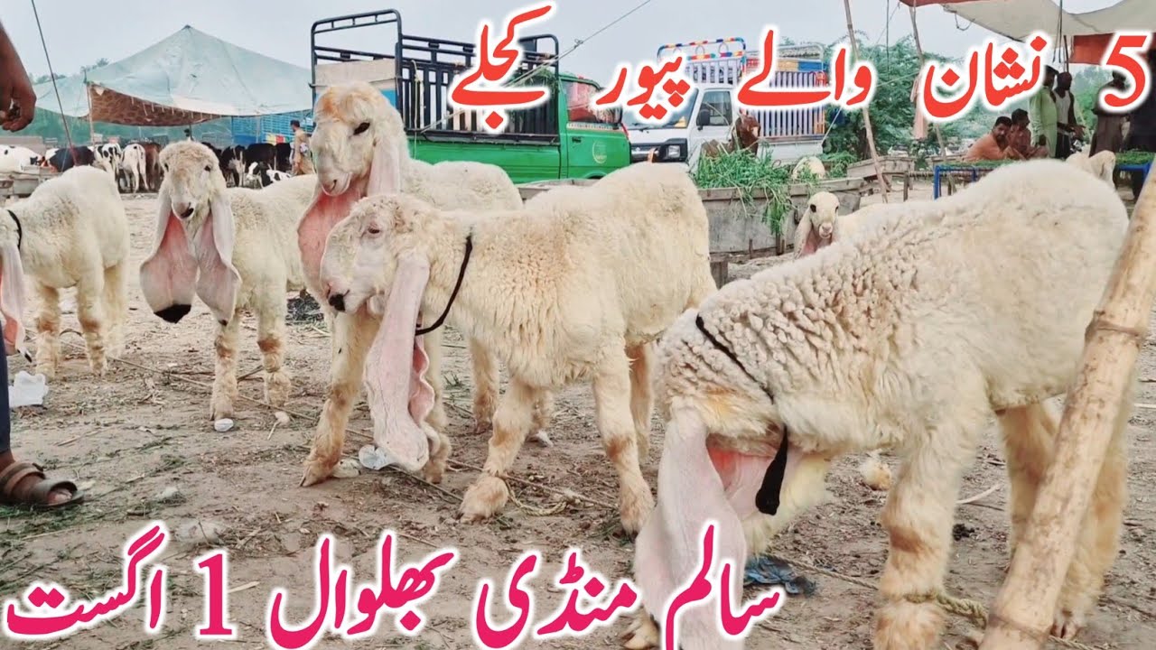 Sargodha K 5 Neshan Wale Kajle Kakke Lele | Salem Mandi Bhalwal || Global Village Farming