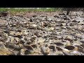 Wow! Unbelievable Boy Find & Catch Lot of Fishes From Dry Mud Dry Season - Best Unique Fishing Style