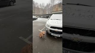 Суровые зимы в Ташкенте