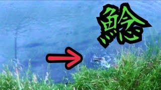 ナマズ釣り ルアーはホッグ系ワームのオフセットジグヘッド