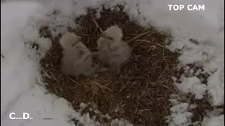 Fort St Vrain Eagles~Snow Dump-Eaglets Experience Snow First Time-Ma is Gone A Long Time_4/20/24 by chickiedee64 481 views 3 weeks ago 5 minutes, 59 seconds