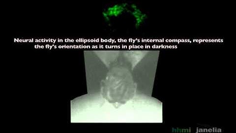 Video Abstract: Brain Compass in Fruit Fly (Navigation in the Dark)