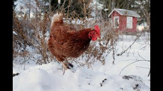 Winter Protection for chickens by CENLA Backyard Chickens 438 views 5 months ago 7 minutes, 9 seconds
