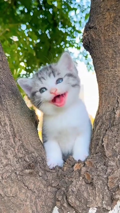 cats life #catslife #catlovers #animals #catshorts #cats #viral