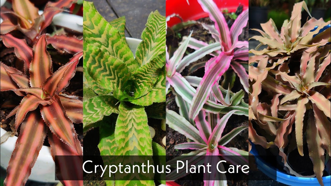 Cryptanthus Plant Care in Malayalam |Earth star plant | Easy growing plant growth tips.