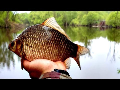 Видео: КАРАСЬ КЛЮЕТ КАК ШАЛЬНОЙ!! Нашли новое болото. Рыбалка на поплавок